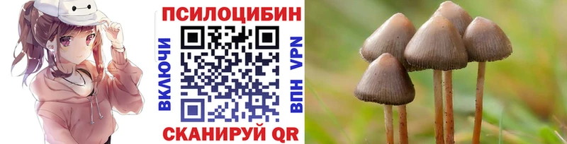 купить   Зуевка  ОМГ ОМГ   Псилоцибиновые грибы GOLDEN TEACHER 